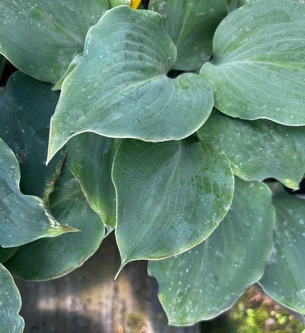 Hosta 'Titanium'