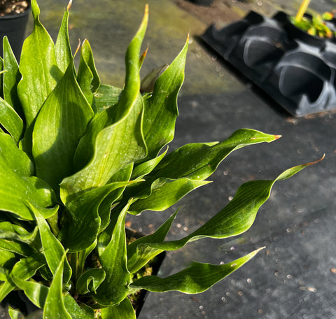 Hosta 'Tongue Twister'