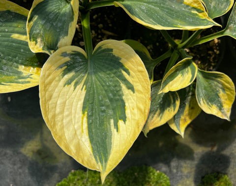 Hosta 'Tootie Mae'