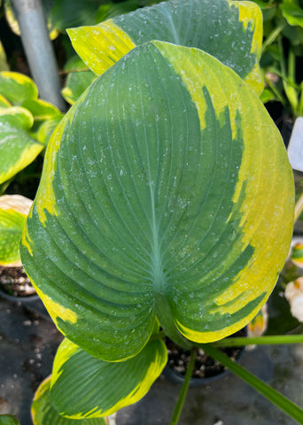 Hosta 'Tranquility'