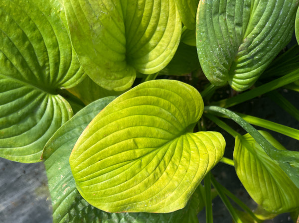 Hosta 'Twenty Four Carat Gold'