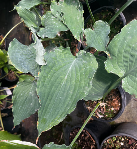 Hosta 'Wind Beneath My Wings'