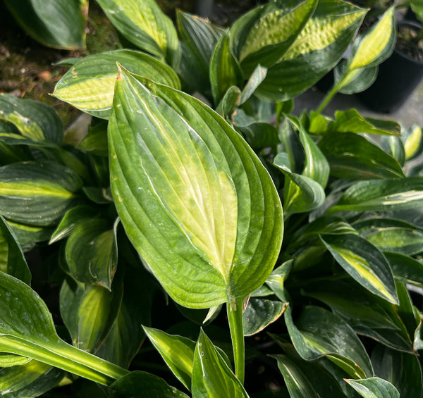 Hosta 'Yellow Polka Dot Bikini'