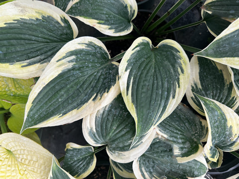 Hosta 'Yin'