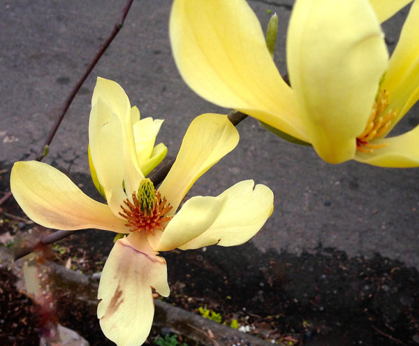 Magnolia 'Butterflies'