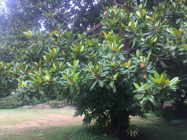 Magnolia grandiflora (Evergreen Southern Magnolia)