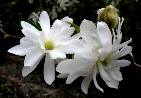 Magnolia stellata 'Royal Star'