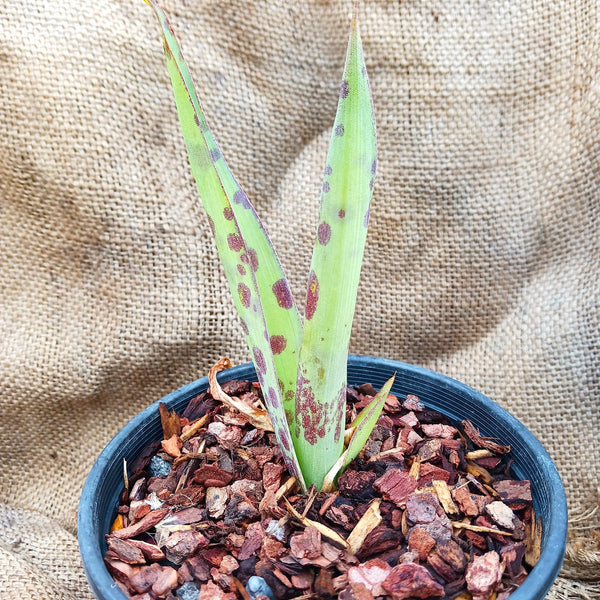 Manfreda maculosa 'Silver Leopard'