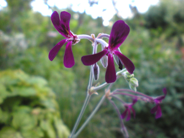 Pelargonium sidoides