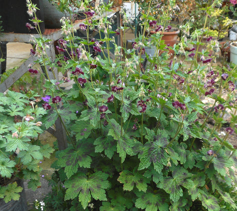 Geranium phaeum 'Samobor'