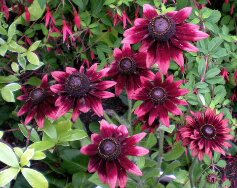 Rudbeckia hirta 'Cherry Brandy' - Black-Eyed Susan