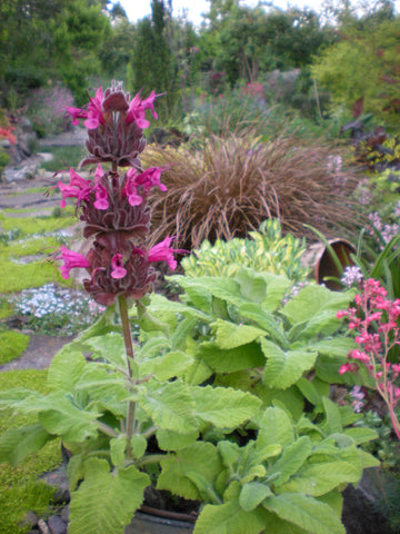 Salvia spathacea
