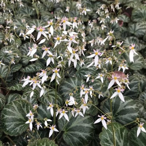 Saxifraga stolonifera 'Hsitou Silver'