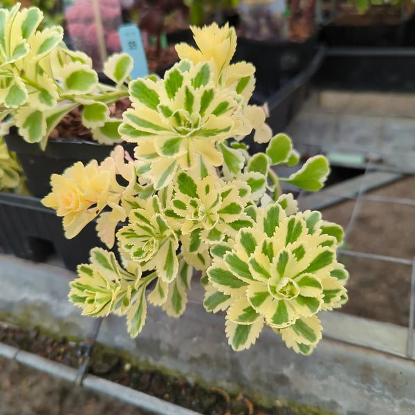 Phedimus kamtschaticus 'Nonsitnal' (aka Sedum	takesimense Atlantis™)