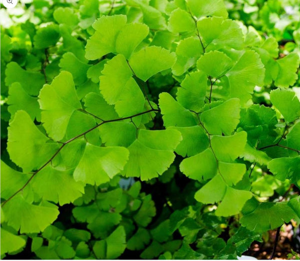 Adiantum x tracyi (aka Maidenhair Fern)