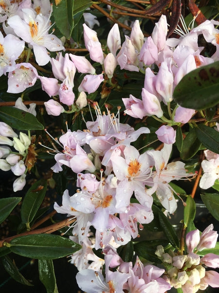 Rhododendron davidsonianum 'Siltcoos White'