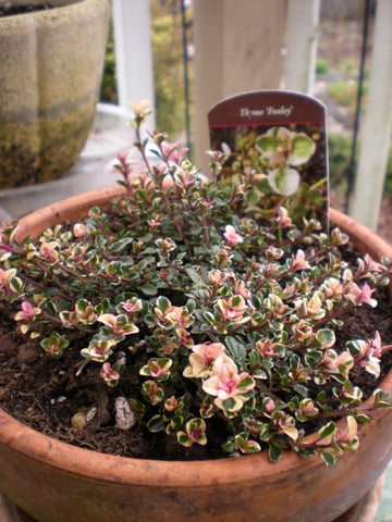 Thymus pulegioides 'Foxley'