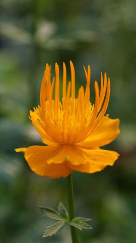 Trollius chinensis 'Golden Queen'