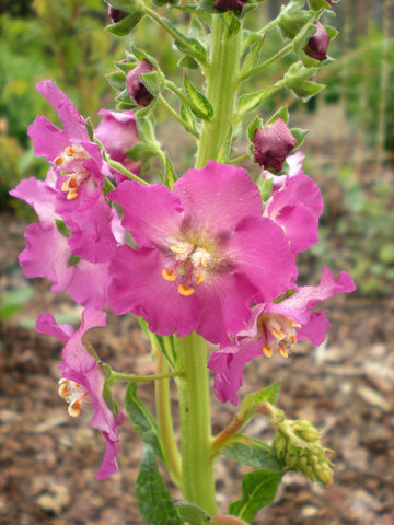 Verbascum phoeniceum 'Rosetta'