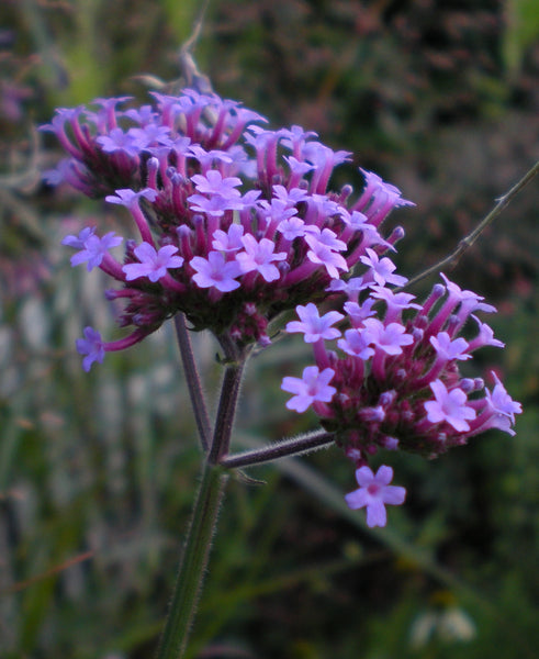 Verbena bonariensis