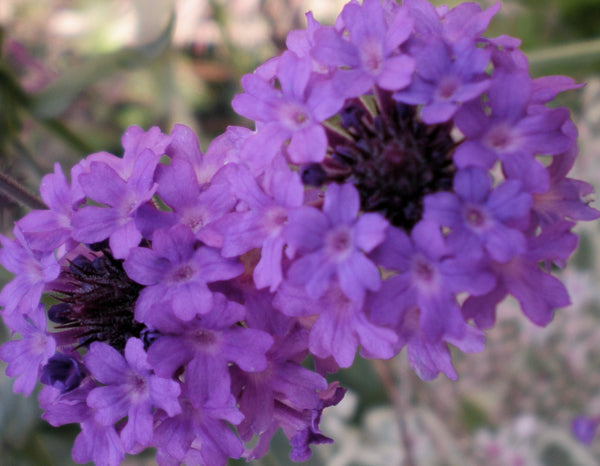 Verbena rigida 'Santos Purple'