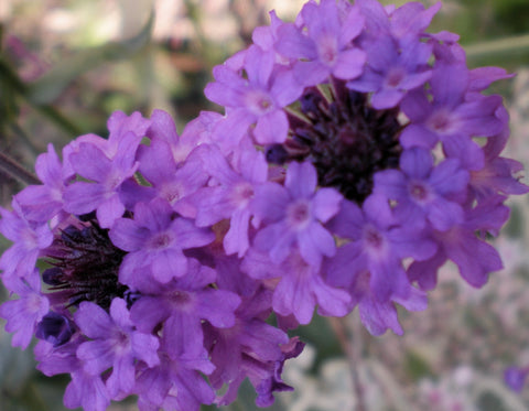 Verbena rigida 'Santos Purple'