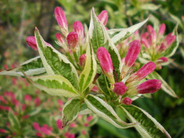 Weigela florida 'Variegata'