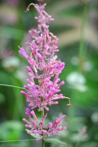 Agastache 'Bolero'