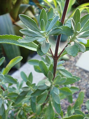 Salvia clevelandii 'Alpine'