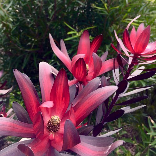 Leucadendron 'Ebony'