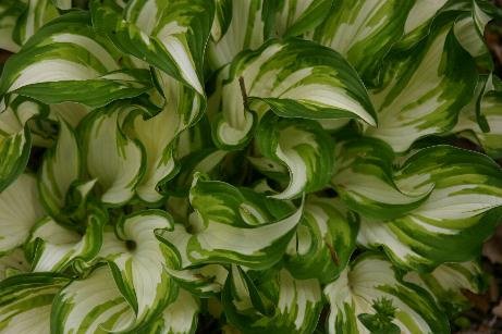 Hosta 'Snow White'