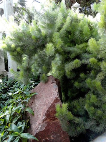 Adenanthos sericeus