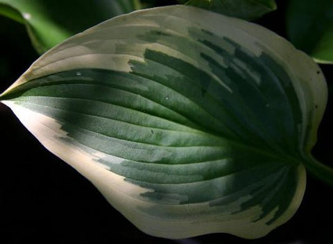 Hosta 'Shazaam'