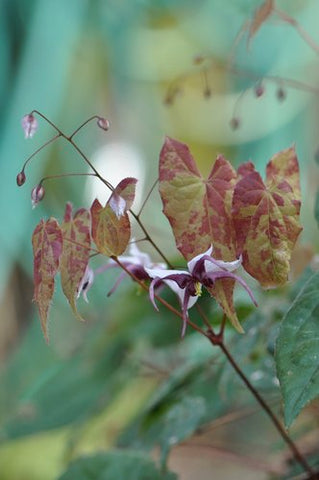 Epimedium sutchuenense