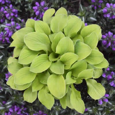 Hosta 'Sun Mouse'