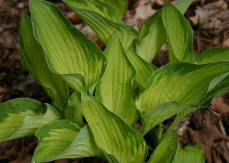 Hosta 'Sharmon'