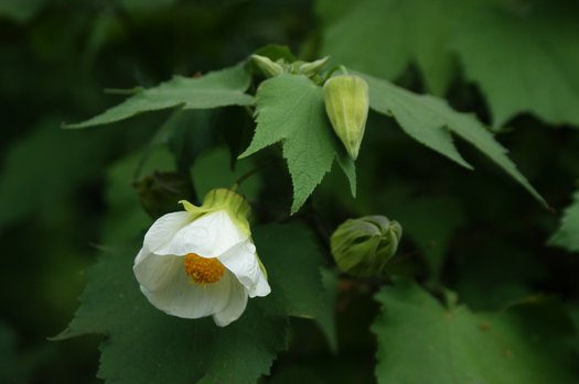 Abutilon 'White' [UC Davis] (aka Flowering Maple)