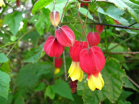 Abutilon megapotamicum (aka Flowering Maple)