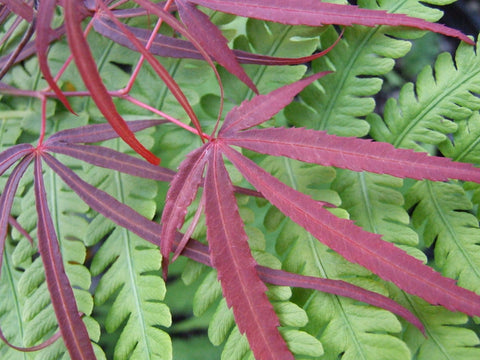 Acer palmatum 'Atrolineare' (aka Japanese Maple)