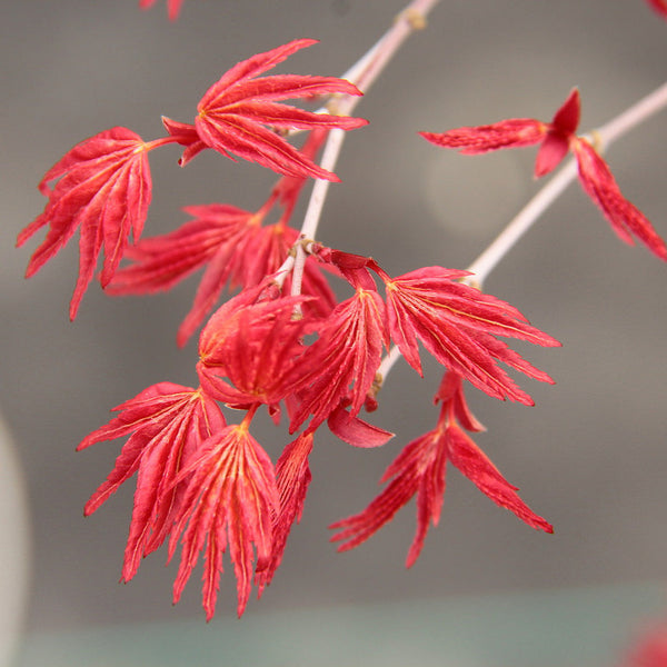 Acer palmatum 'Beni komachi' (aka Japanese Maple)