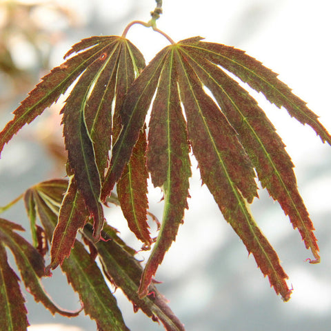 Acer palmatum 'Beni shi en' (aka Japanese Maple)