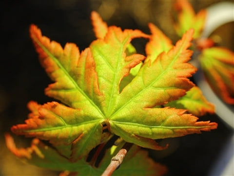 Acer palmatum 'Berry Dwarf'