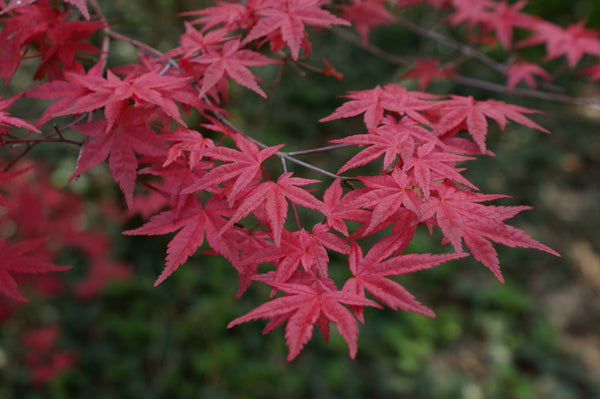 Acer palmatum 'Corallinum' (aka Japanese Maple)