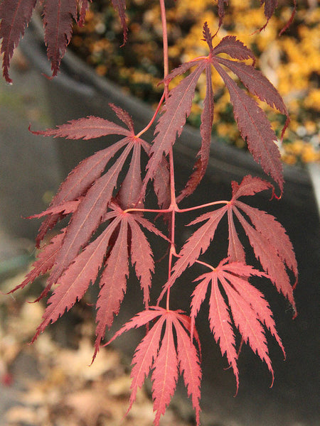 Acer palmatum 'Crimson Carol' (aka Japanese Maple)