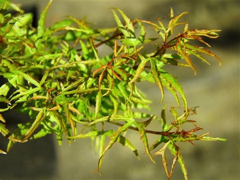 Acer palmatum 'Cynthia's Crown Jewel' (aka Japanese Maple)