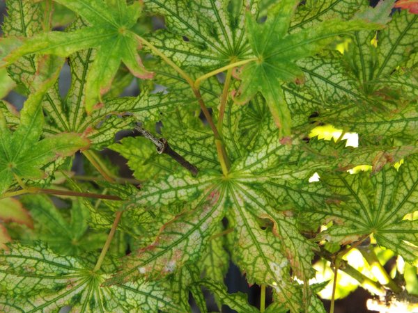 Acer palmatum 'First Ghost' (aka Japanese Maple)