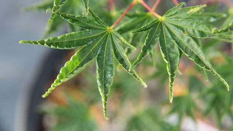 Acer palmatum 'Hippy fin mo' (aka Japanese Maple)