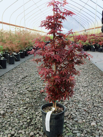 Acer palmatum 'Kandy Kitchen' (Kandy Kitchen Japanese Maple)