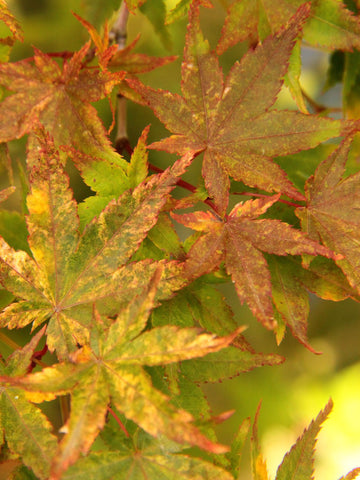 Acer palmatum 'Korean Gem' (aka Japanese Maple)