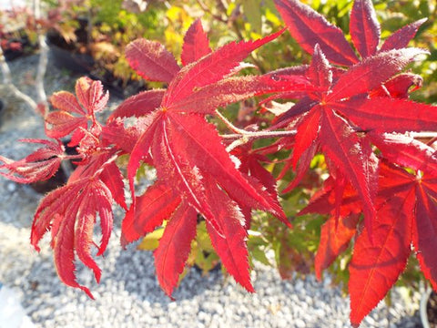Acer palmatum 'O kagami' (aka Japanese Maple)